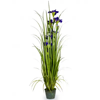 Ornamental Grasses In Galvanised Pot with Blue Iris